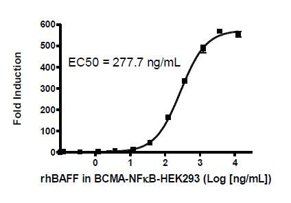 BAFF/APRIL Responsive BCMA-NF-κB Luciferase Reporter HEK293 Cell Line – Figure 1 of 2