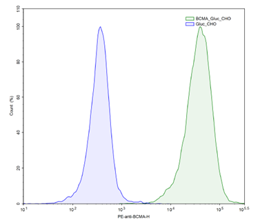 BCMA / GLuc - CHO Recombinant Cell Line – Figure 1 of 2