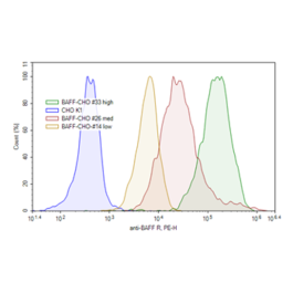 BAFF-R - CHO K1 Recombinant Cell Line – Figure 1 of 1