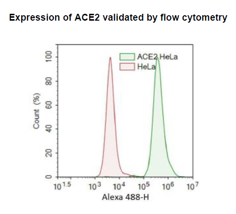 ACE2 - HeLa Recombinant Cell Line – Figure 1 of 2