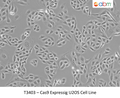 Cas9 Expressig U2OS Cell Line | Applied Biological Materials (abm)