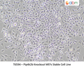 Pip4k2b Knockout MEFs Stable Cell Line | Applied Biological Materials (abm)