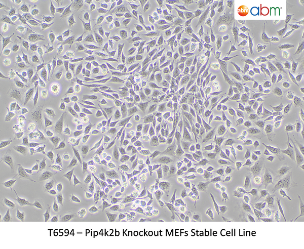 Pip4k2b Knockout MEFs Stable Cell Line | Applied Biological Materials (abm)