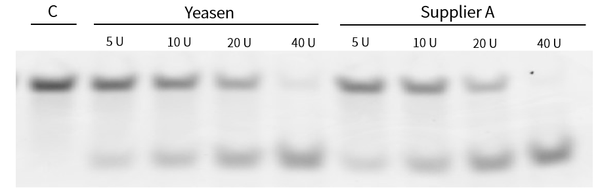Endonuclease VIII (10 U/μL)