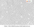 STAT1 CRISPR Knockout A549 Stable Cell Line | Applied Biological Materials (abm)