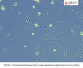 Immortalized Mouse Distal Caput Epididymal Epithelial Cell Line (DC2) | Applied Biological Materials (abm)
