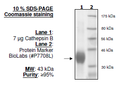 Cathepsin B, His-tag Recombinant – Figure 1 of 2