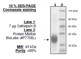 Cathepsin B, His-tag Recombinant – Figure 1 of 2