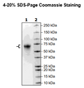 Cathepsin F His-tag Recombinant – Figure 1 of 2