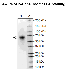 Cathepsin F His-tag Recombinant – Figure 1 of 2