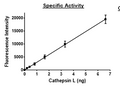Cathepsin L, His-tag Recombinant – Figure 1 of 2