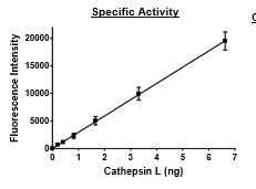 Cathepsin L, His-tag Recombinant – Figure 1 of 2