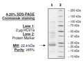 HCV1a, FLAG-His-tags Recombinant – Figure 1 of 1
