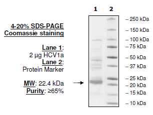 HCV1a, FLAG-His-tags Recombinant – Figure 1 of 1