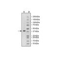 WDR5, His-Tag, Biotin-Labeled Recombinant – Figure 1 of 3