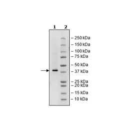 WDR5, His-Tag, Biotin-Labeled Recombinant – Figure 1 of 3