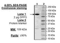 DPP3, GST-tag Recombinant – Figure 1 of 2