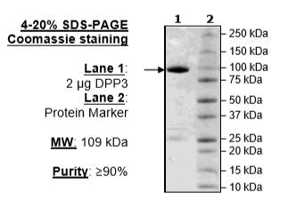 DPP3, GST-tag Recombinant – Figure 1 of 2