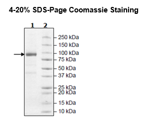 DPP4, His-tag Recombinant – Figure 1 of 4