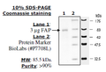 FAP, His-Tag Recombinant – Figure 1 of 4