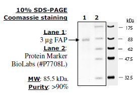 FAP, His-Tag Recombinant – Figure 1 of 4