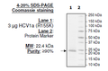 HCV1a (R155K), FLAG-His-tags Recombinant – Figure 1 of 1