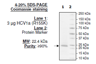 HCV1a (R155K), FLAG-His-tags Recombinant – Figure 1 of 1
