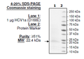 HCV1a (D168E), FLAG-His-tags Recombinant – Figure 1 of 1