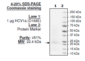 HCV1a (D168E), FLAG-His-tags Recombinant – Figure 1 of 1