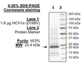 HCV1a (D168V), FLAG-His-tags Recombinant – Figure 1 of 1