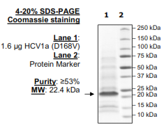 HCV1a (D168V), FLAG-His-tags Recombinant – Figure 1 of 1