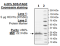 HCV1b (R155Q), FLAG-His-tags Recombinant – Figure 1 of 1