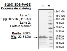 HCV1b (R155Q), FLAG-His-tags Recombinant – Figure 1 of 1