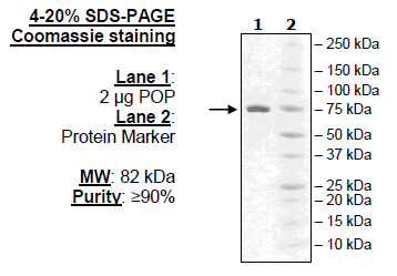 Prolyl Oligopeptidase/Prolyl Endopeptidase, His-tag Recombinant – Figure 1 of 2
