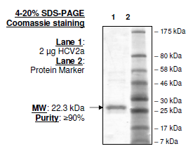 HCV2a, FLAG-His-tags Recombinant – Figure 1 of 2