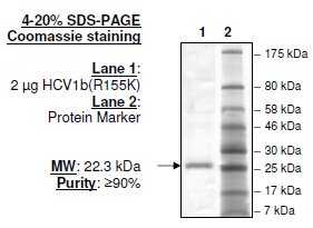 HCV1b (R155K), FLAG-His-tags Recombinant – Figure 1 of 2