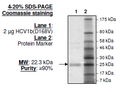 HCV1b (D168V), FLAG-His-tags Recombinant – Figure 1 of 2