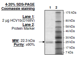 HCV1b (D168V), FLAG-His-tags Recombinant – Figure 1 of 2