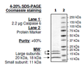 Caspase6, His-tag Recombinant – Figure 1 of 2