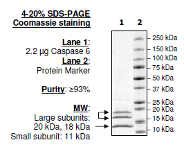 Caspase6, His-tag Recombinant – Figure 1 of 2