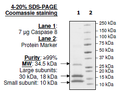 Caspase8, His-tag Recombinant – Figure 1 of 2