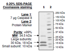 Caspase8, His-tag Recombinant – Figure 1 of 2
