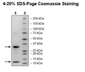 Caspase9, His-tag Recombinant – Figure 1 of 2