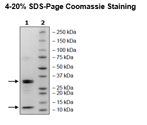 Caspase9, His-tag Recombinant – Figure 1 of 2