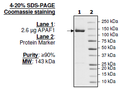APAF1, His-tag, FLAG-tag Recombinant – Figure 1 of 1