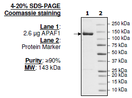 APAF1, His-tag, FLAG-tag Recombinant – Figure 1 of 1