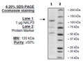 NLRP3 (NALP3), His-FLAG-Tags (Sf9-derived) Recombinant – Figure 1 of 1