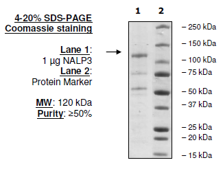 NLRP3 (NALP3), His-FLAG-Tags (Sf9-derived) Recombinant – Figure 1 of 1