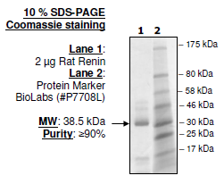 Rat Renin, His-tag Recombinant – Figure 1 of 2