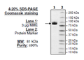 MME, His-tag Recombinant – Figure 1 of 1